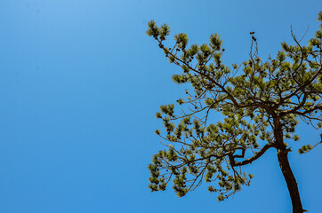 tree in the blue sky