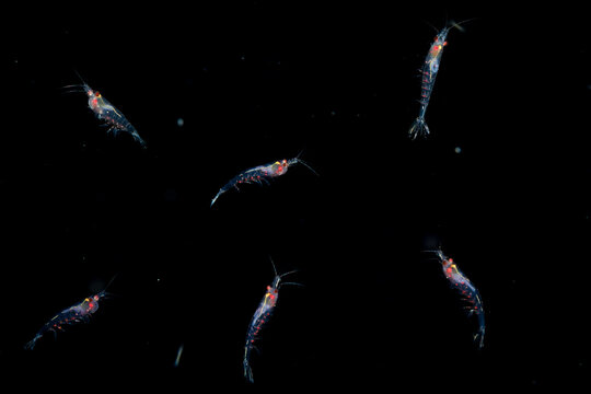 Swarm of Antarctic krill like part of underwater wild world