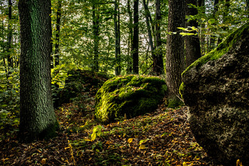 Magic stones in a beautiful forest