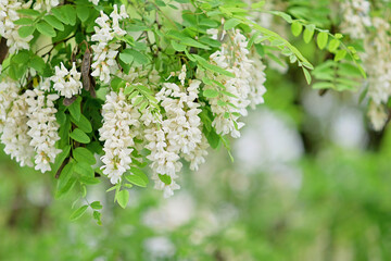White acacia flowers bloom on the green branches of the tree.Beautiful blurred background. A summer or spring screensaver for a website or a banner for a sale in a store.