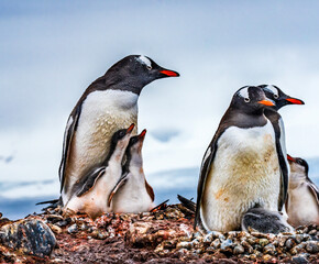 Fototapeta premium Gentoo Penguin family and chick Yankee Harbor Greenwich Island Antarctica.