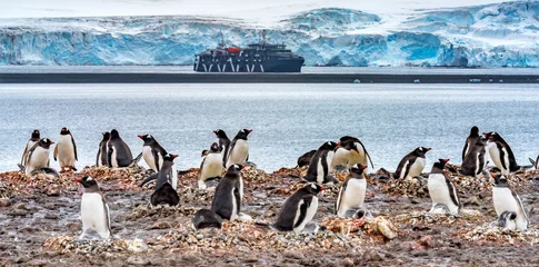 Gordijnen Gentoo Penguin rookery Yankee Harbor Greenwich Island Antarctica. © Danita Delimont