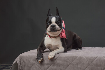 Small dog with large bow tie