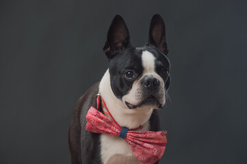 Small dog with large bow tie