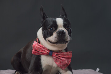 Small dog with large bow tie
