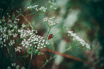 beetle sits on a leaf and does something, an insect in nature 
