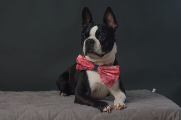 Small dog with large bow tie