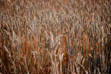 Fototapeta premium Useful wheat, harvest time in the field, beginning of bread 