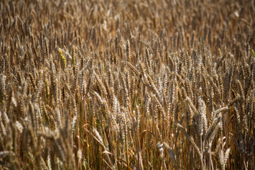 Useful wheat, harvest time in the field, beginning of bread 