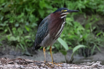 Green heron perched on riverbank in bright sunny day