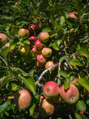 Apple Red Rome on Tree