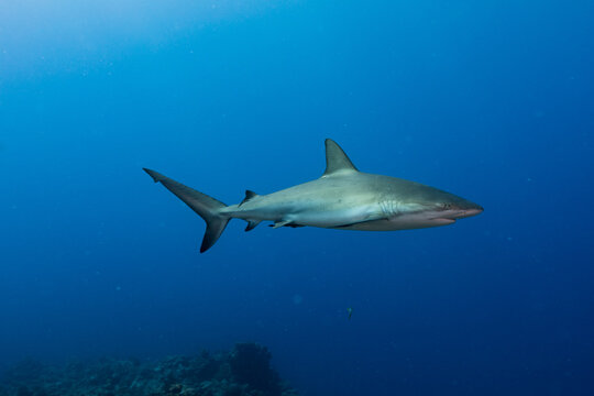 Reef Shark and fish swimming in sea