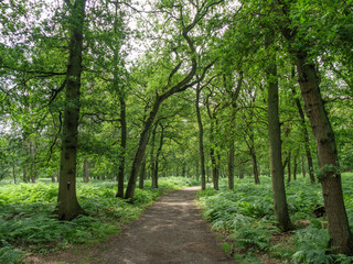 Wald in Diersfordt am Niederrhein