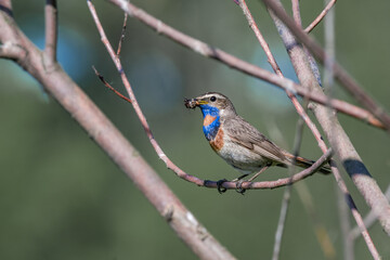 Bluethroat (Luscinia svecica) male in meadow, Central Russia