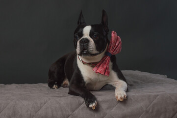 Small dog with large bow tie