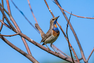 Bluethroat (Luscinia svecica) male in meadow, Central Russia