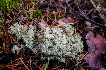 cup lichen cladonia moss chocianow