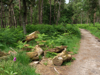 Wald in Diersfordt am Niederrhein