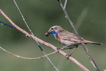 Bluethroat (Luscinia svecica) male in meadow, Central Russia