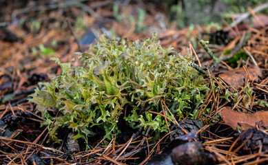 cup lichen cladonia moss chocianow