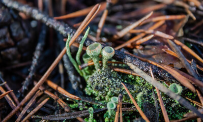 cup lichen cladonia moss chocianow