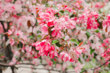pink and white flowers