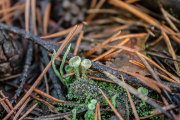 cup lichen cladonia moss chocianow