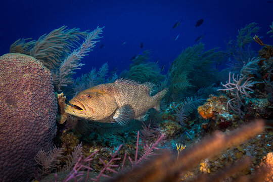 Grouper swimming over coral reef