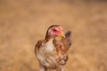 Rooster, Chick, Fighting cock in Thailand. Selective focus.