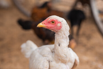 Rooster, Chick, Fighting cock in Thailand. Selective focus.