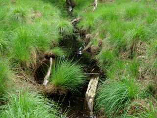 Wald in Diersfordt am Niederrhein