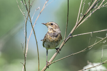 Bluethroat (Luscinia svecica) female in meadow, Central Russia