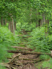 Wald in Diersfordt am Niederrhein