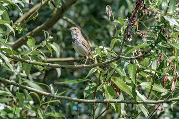 Bluethroat (Luscinia svecica) female in meadow, Central Russia