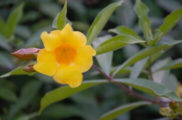 yellow flower