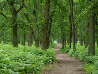Fototapeta na wymiar Kleiner Park im Münsterland