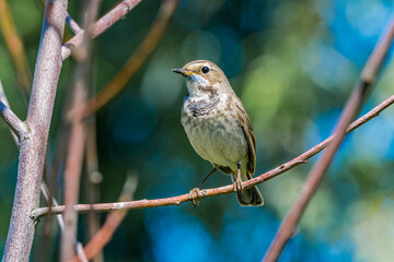 Bluethroat (Luscinia svecica) female in meadow, Central Russia
