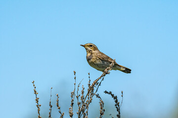Bluethroat (Luscinia svecica) female in meadow, Central Russia
