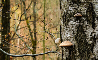 dead birch covered with mushrooms
