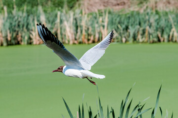 Black-headed Gull (Larus ridibundus) at colony, Moscow region, Russia