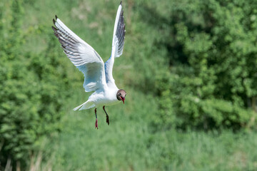 Black-headed Gull (Larus ridibundus) at colony, Moscow region, Russia