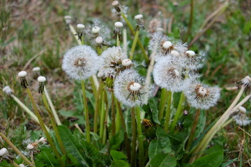 Dandelions in the meadow