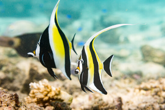 Moorish idols swimming near bottom