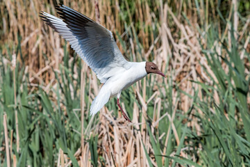 Black-headed Gull (Larus ridibundus) at colony, Moscow region, Russia