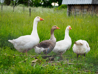 Geese on the farm