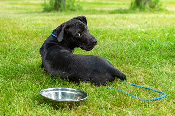 A pit bull terrier lies on the grass next to a water bowl