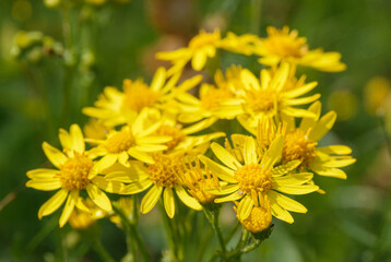 beautiful yellow Ragwort flowers (Senecio jacobaea) growing wild on Saisbury Plain grasslands 