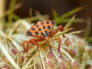 Mediterranean shield bug. Graphosoma semipunctatum