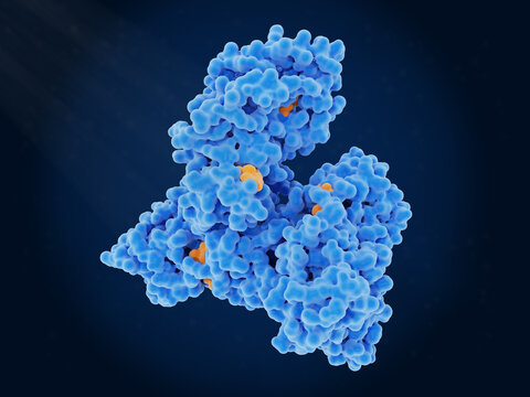 Albumin transporting multiple molecules of a steroid drug (dexamethasone)