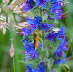 an essex skipper butterfly (Thymelicus lineola) feeding on the flowers of a beautiful viper's-bugloss (Echium vulgare)